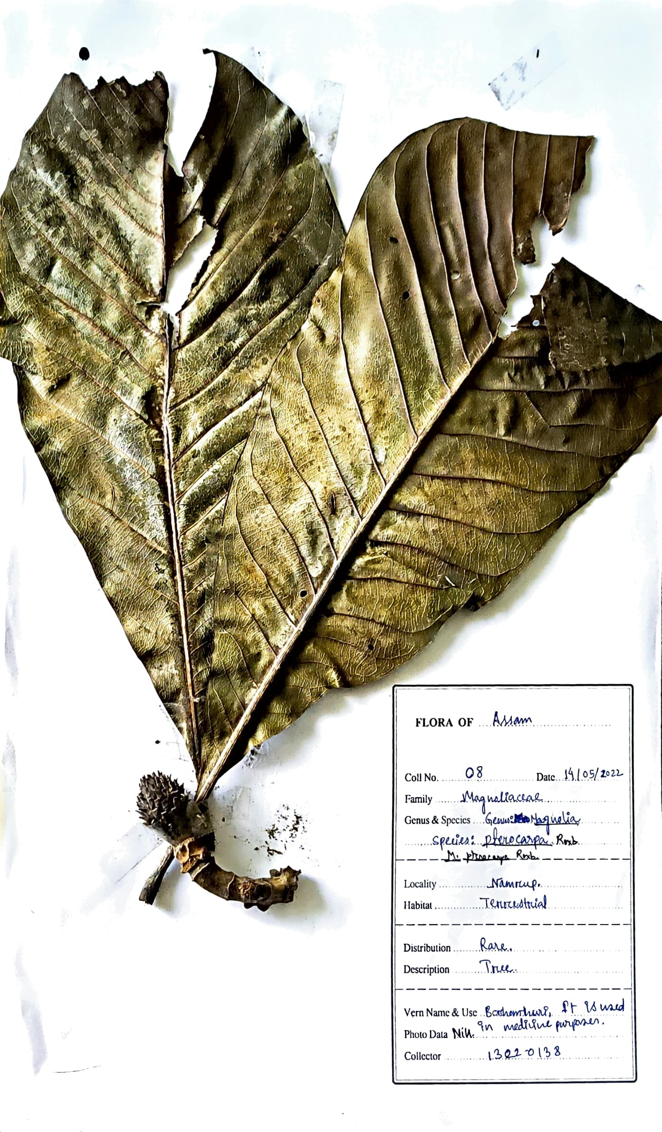 Pansopa (Ass.) (Herbarium)